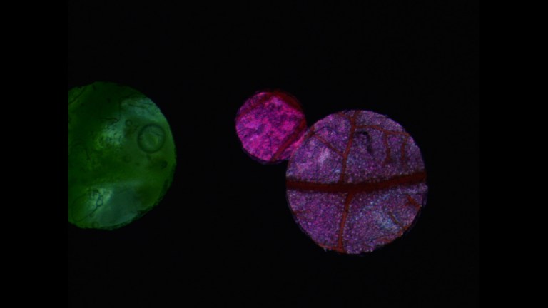 triple black-pink-green-150dpi