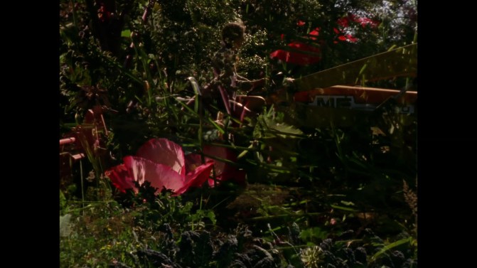 Linda-poppy-bee_150dpi